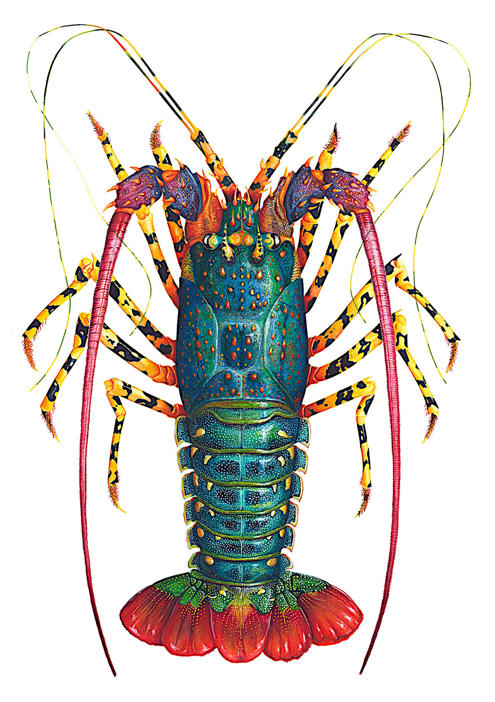 Rainbow Spiny Lobster - Panulirus Ornatus