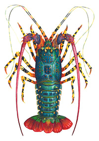Rainbow Spiny Lobster - Panulirus Ornatus