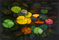 Lily Pod