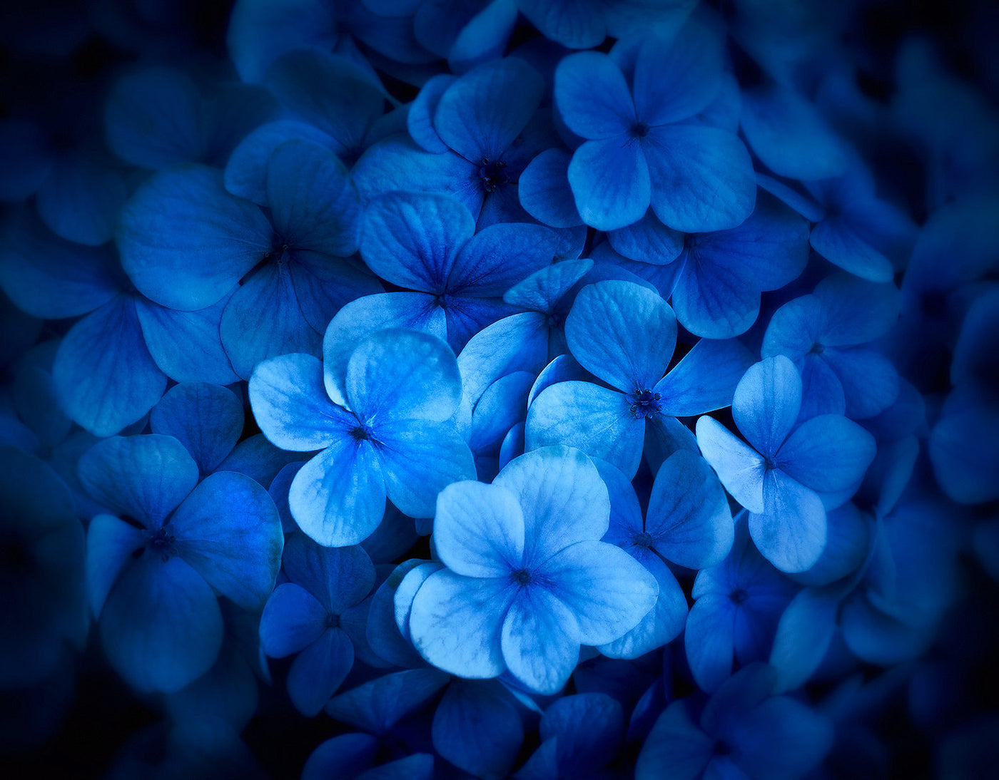 Kula Blues