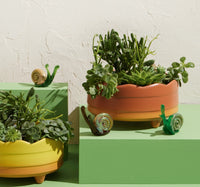 Garden Snail Couple