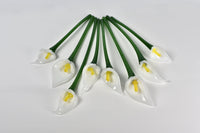 Calla Lily