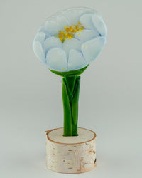 Nervous Groom Peony