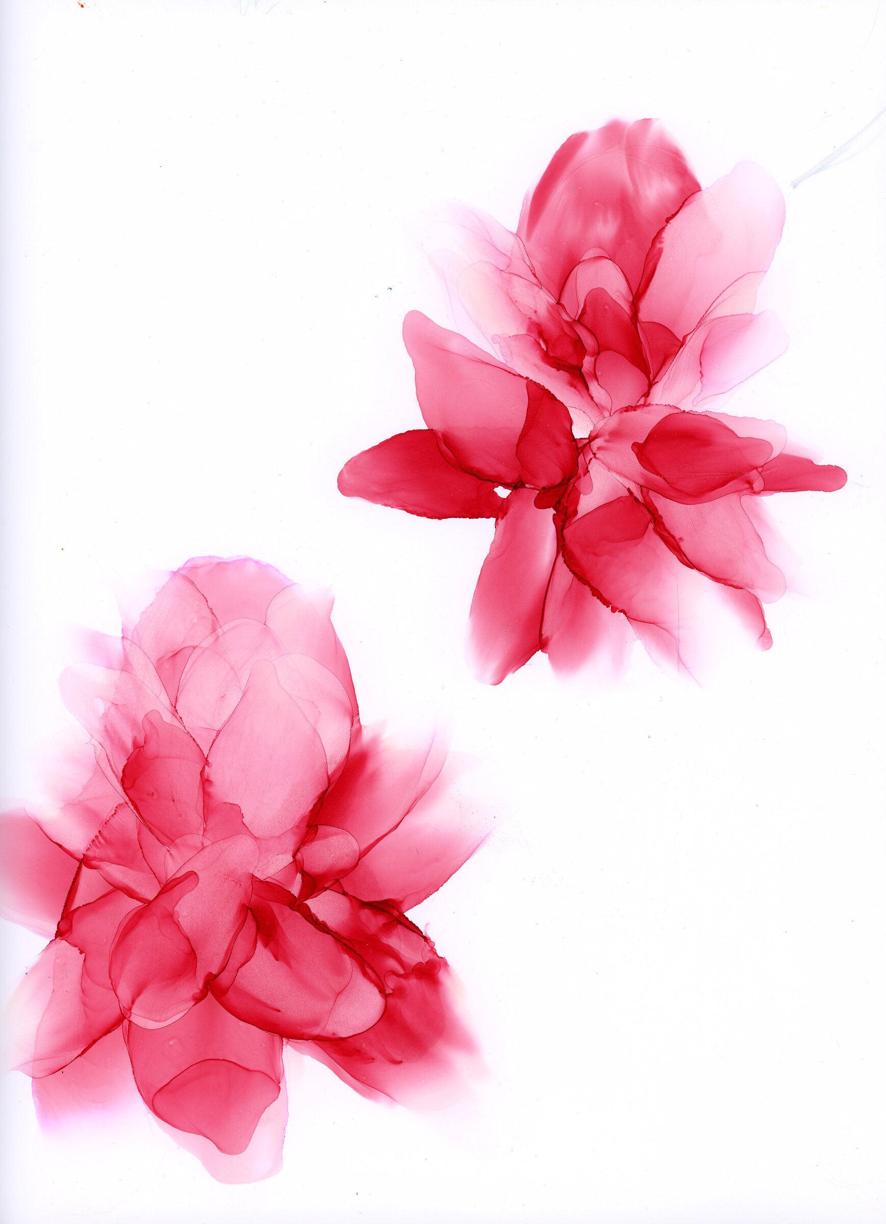 Wild Petals in Passing