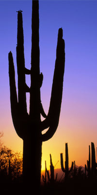 Saguaro Sunset I