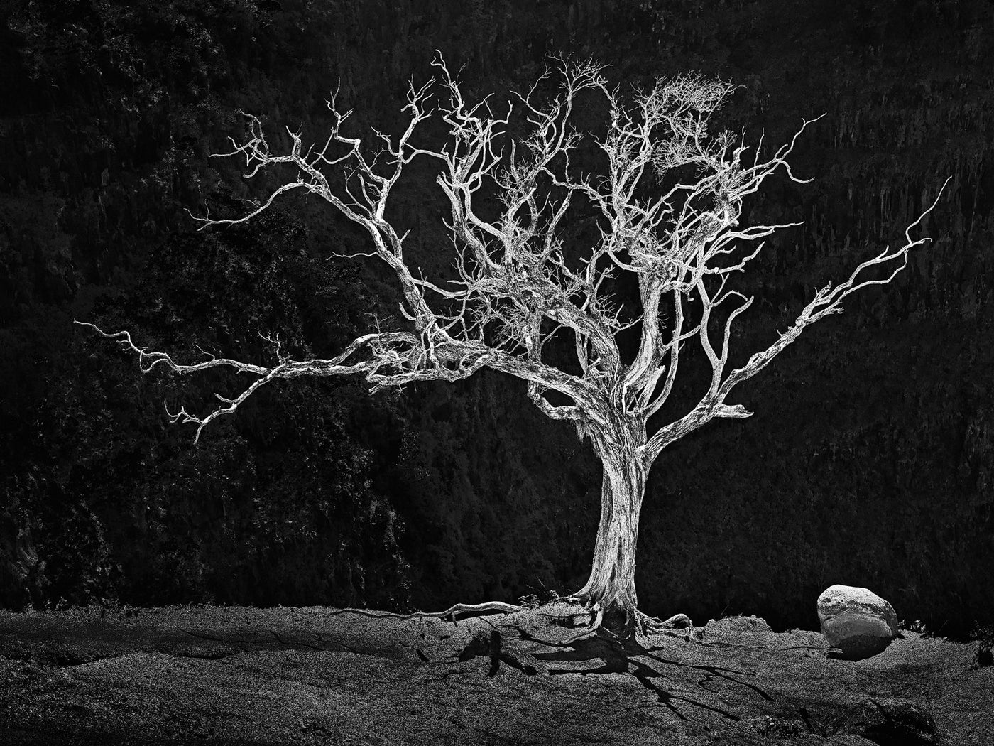 Burning Bush