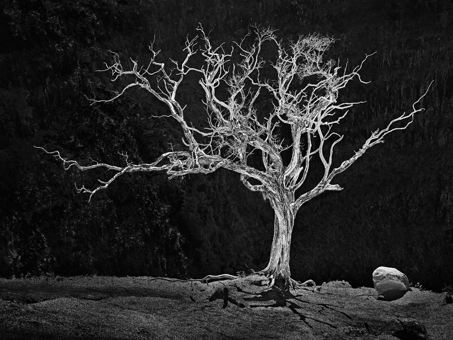 Burning Bush