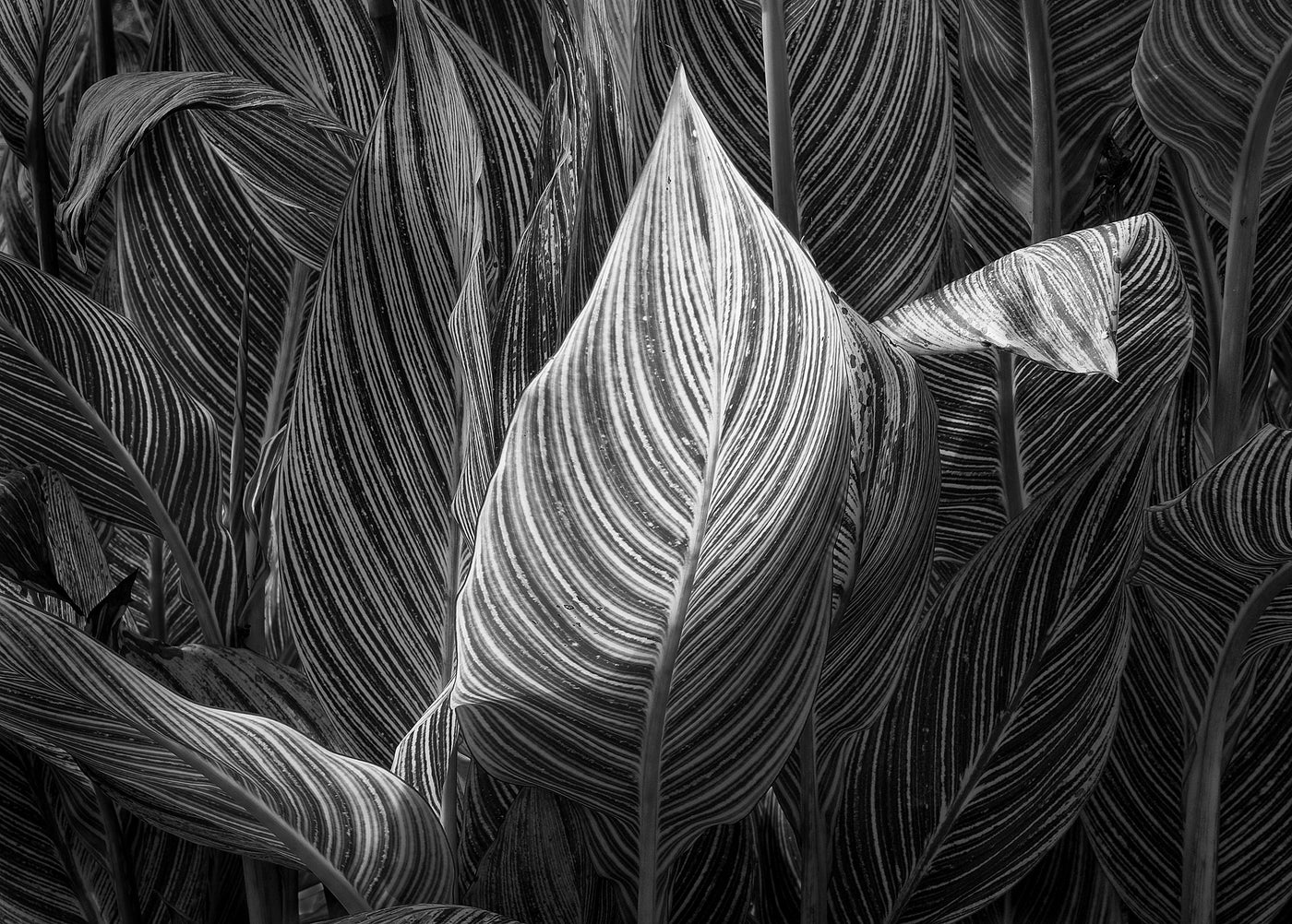 Backlit Canna Leaf