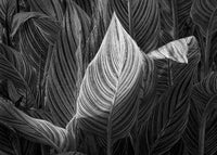 Backlit Canna Leaf