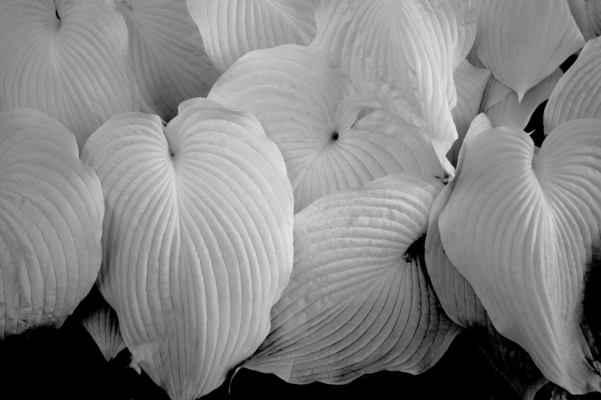 Silky Leaves