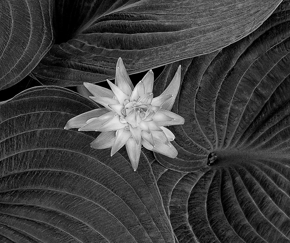 Hosta Flower and Leaves