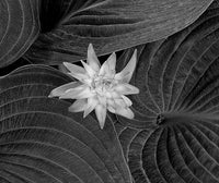 Hosta Flower and Leaves
