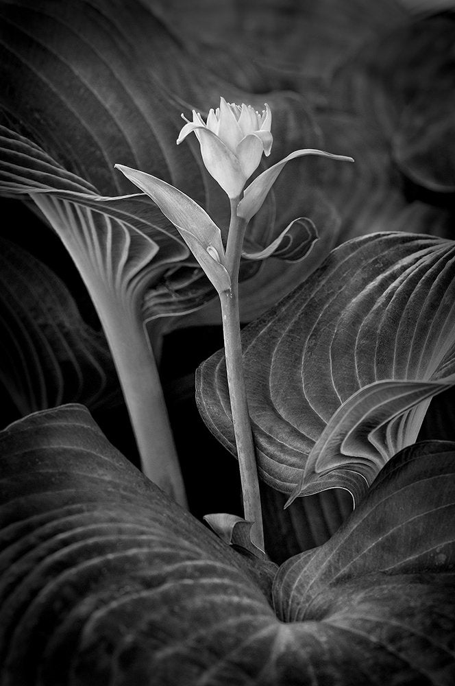 Roselike Hosta Flower