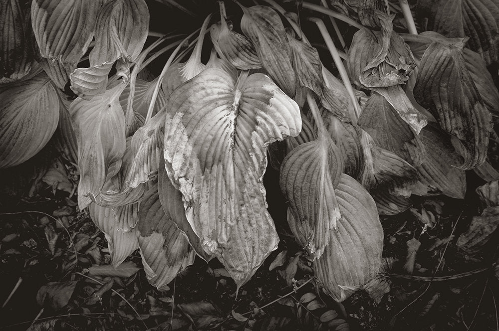 Wilted Hosta Leaves