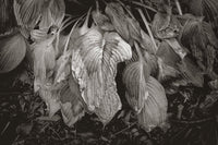 Wilted Hosta Leaves