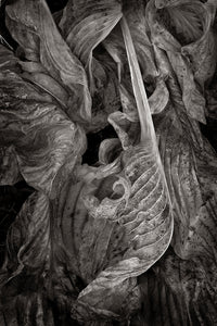 Rococo Leaf
