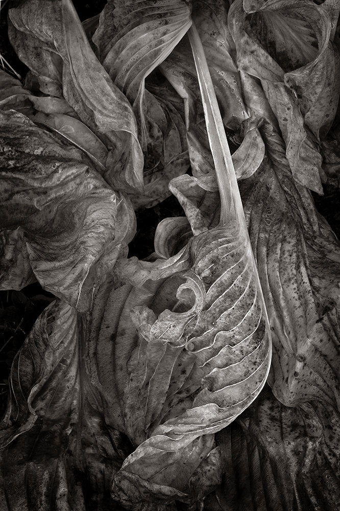 Rococo Leaf