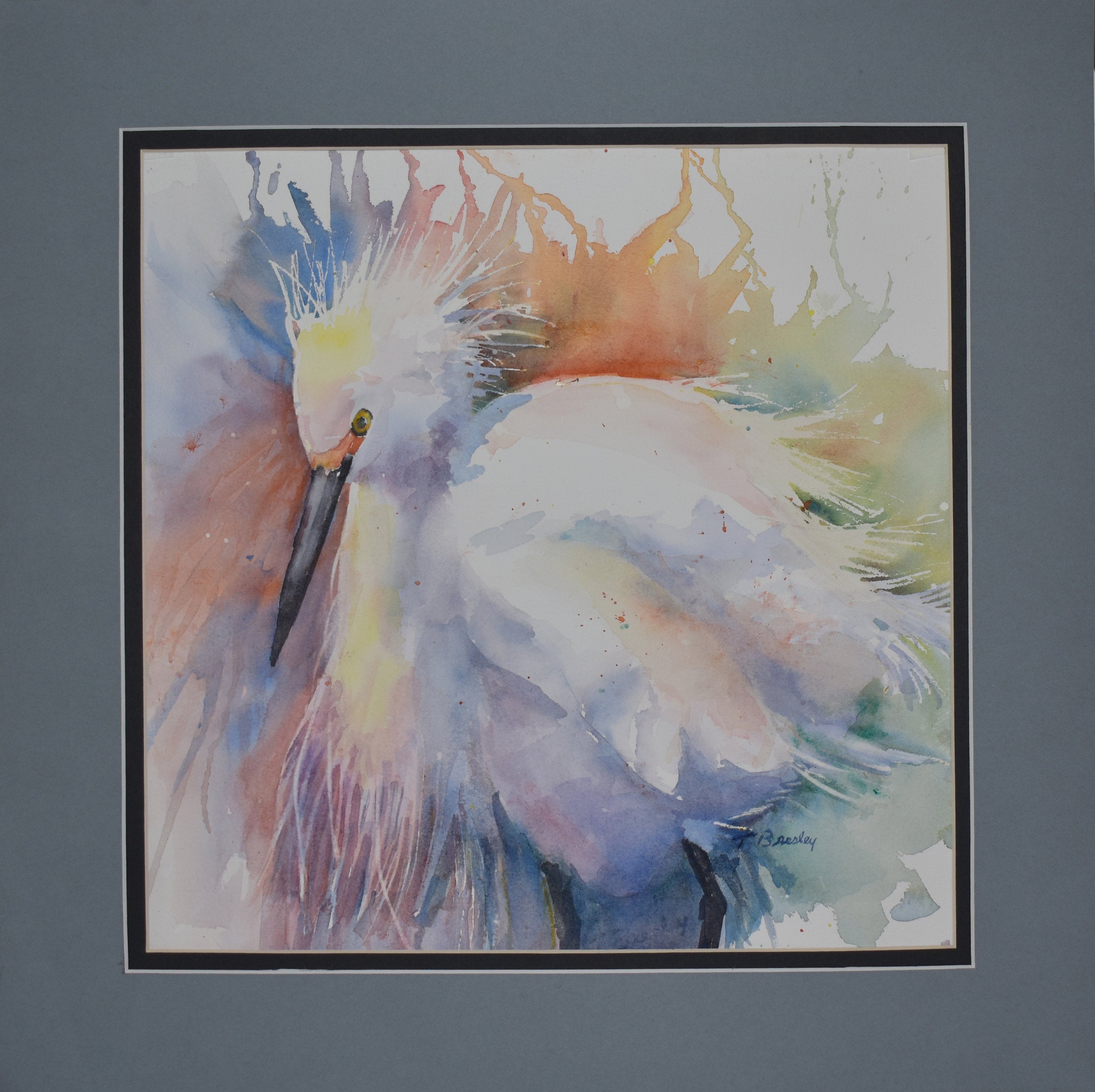 Ruffled Feathers