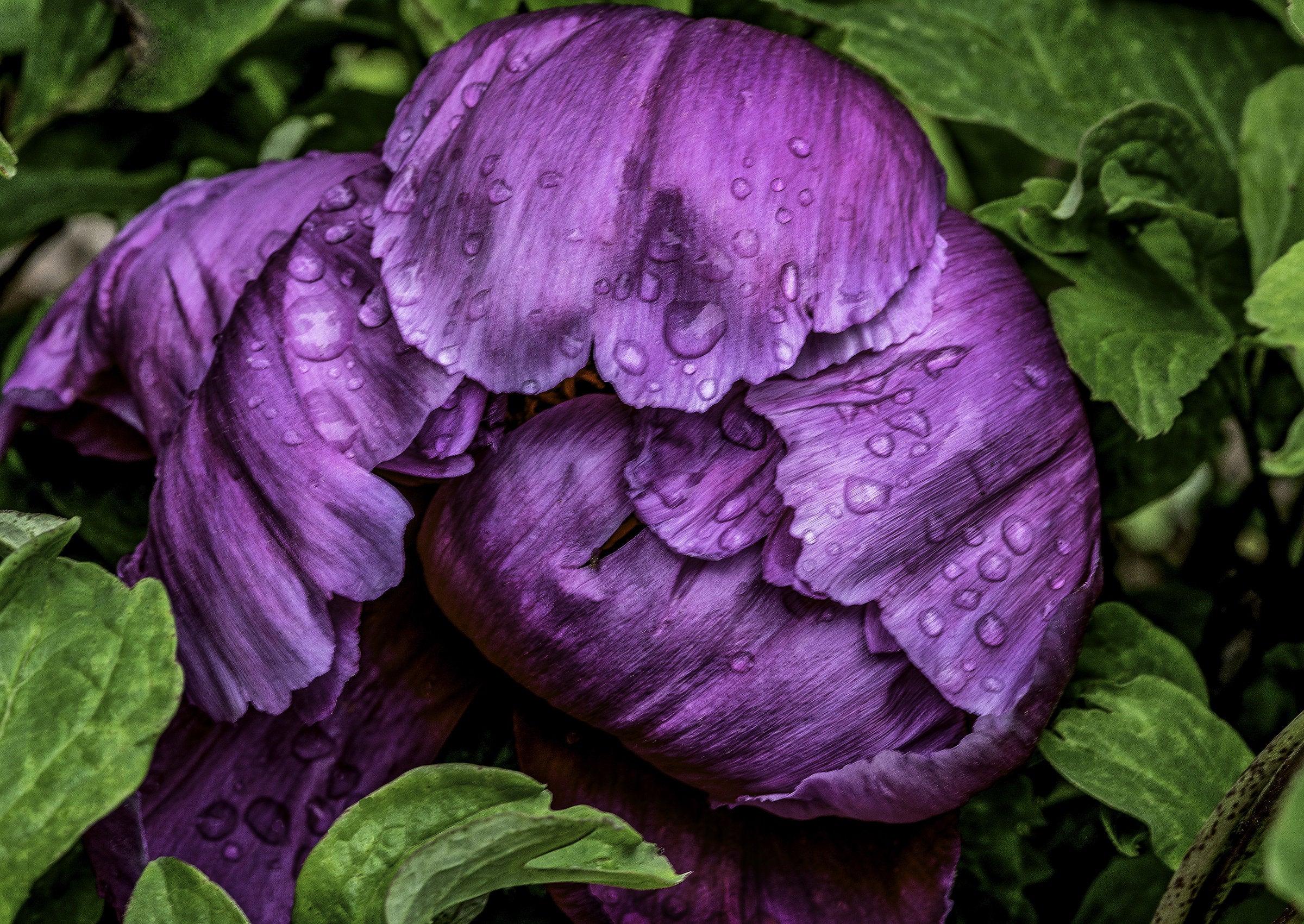 Closed For Rain