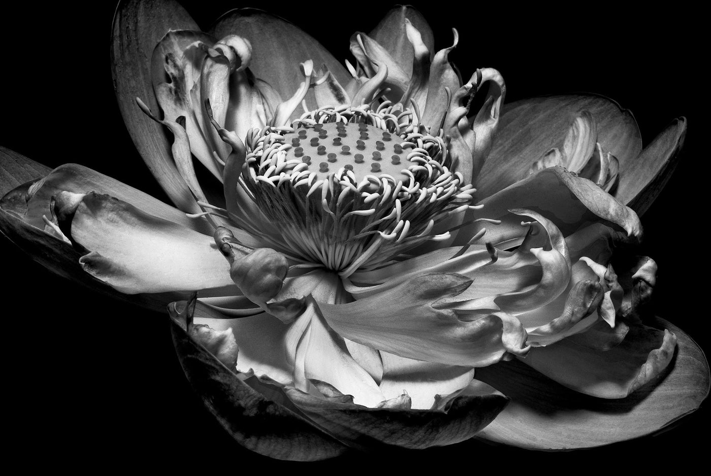 Inner Light