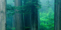 Redwood Trees