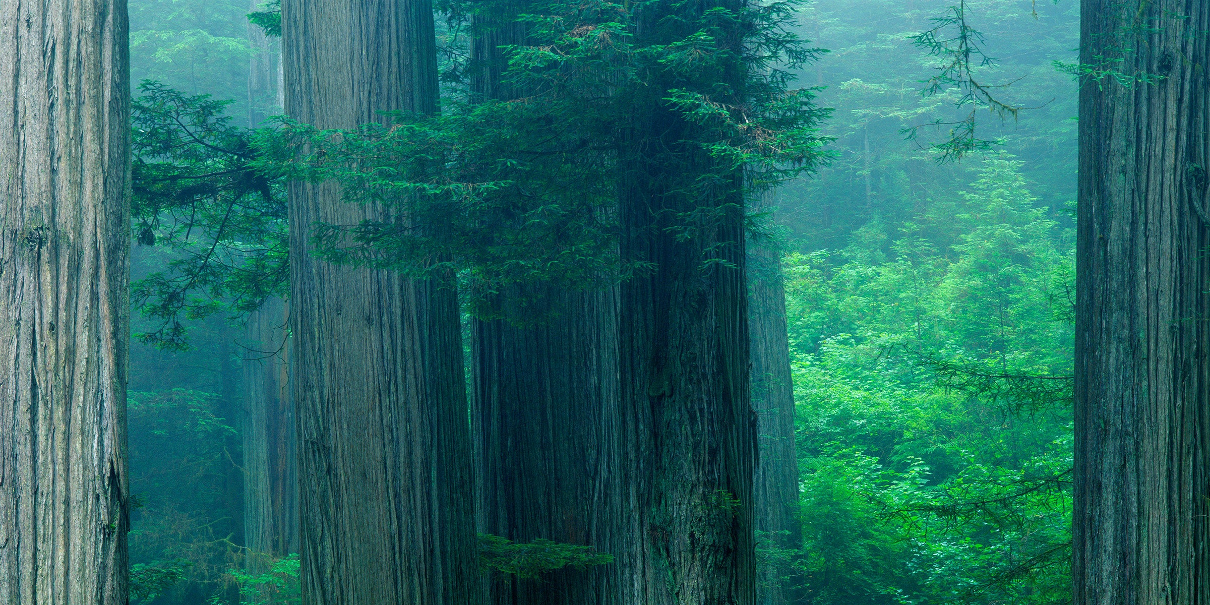 Redwood Trees