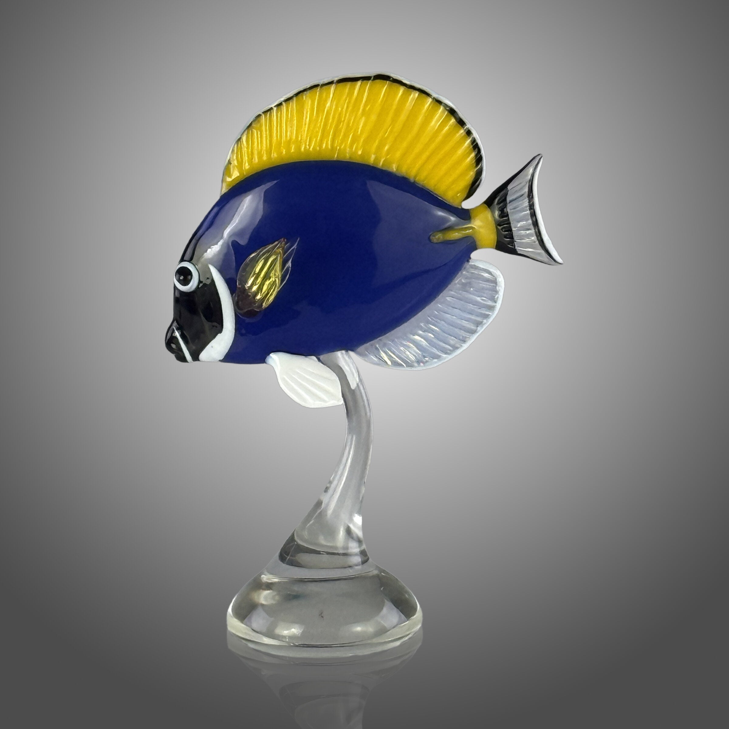 Powder Blue Tang