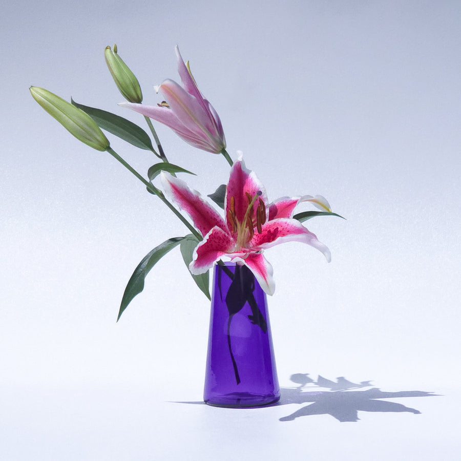 Hyacinth Purple