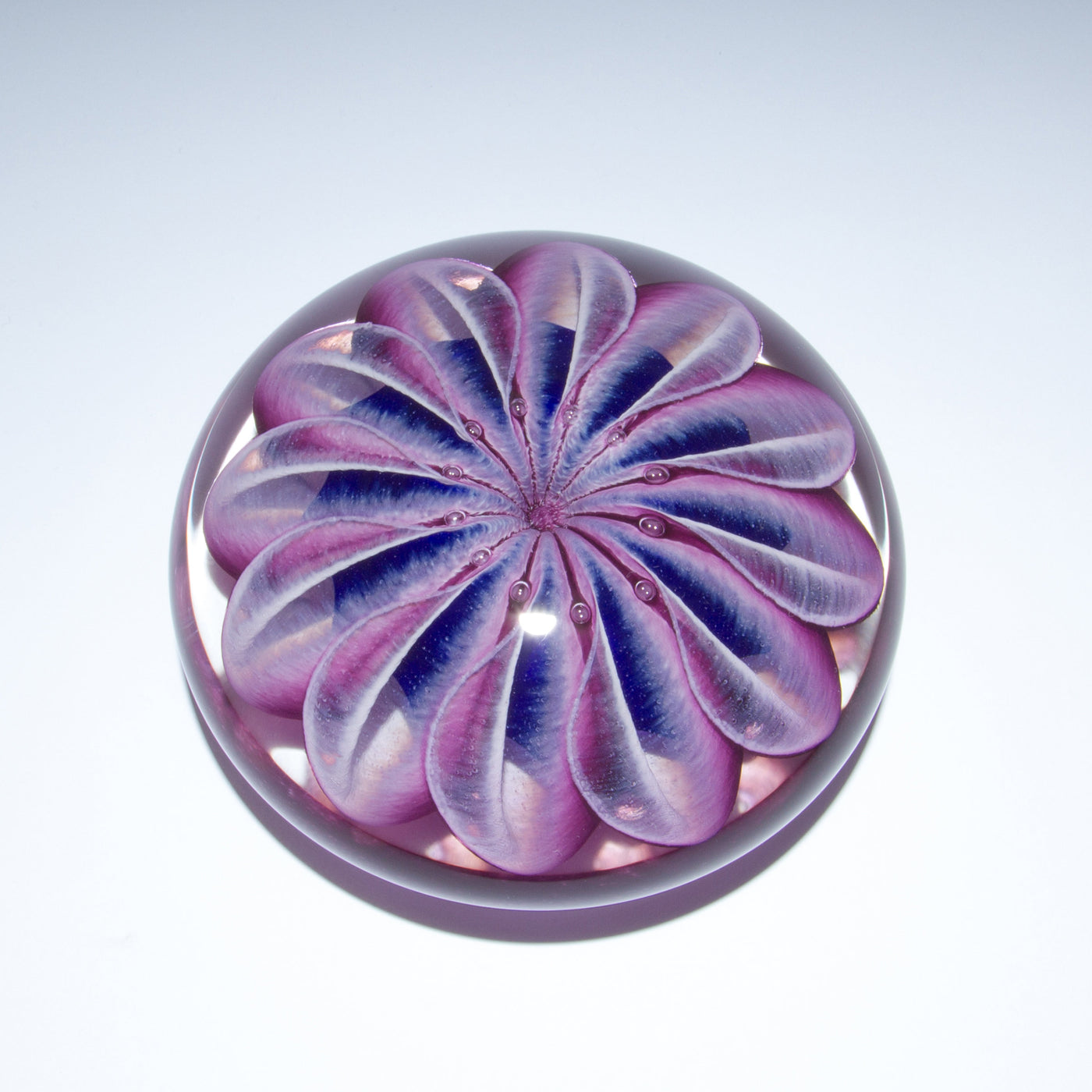 Purple Sea Star