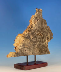 Buckeye Burl Mounted Slice
