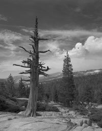 Along Highway 120, Yosemite, California