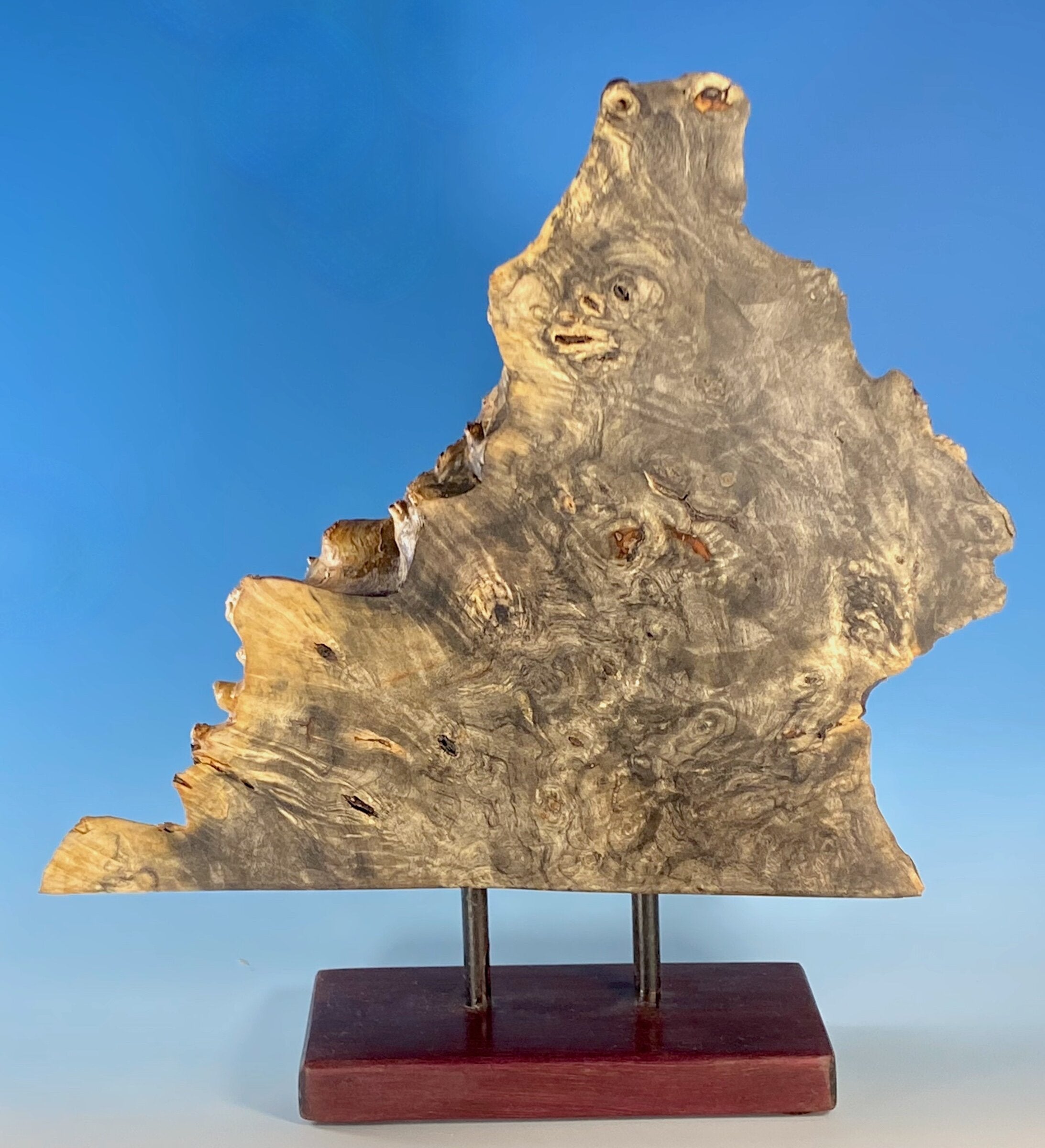 Buckeye Burl Mounted Slice