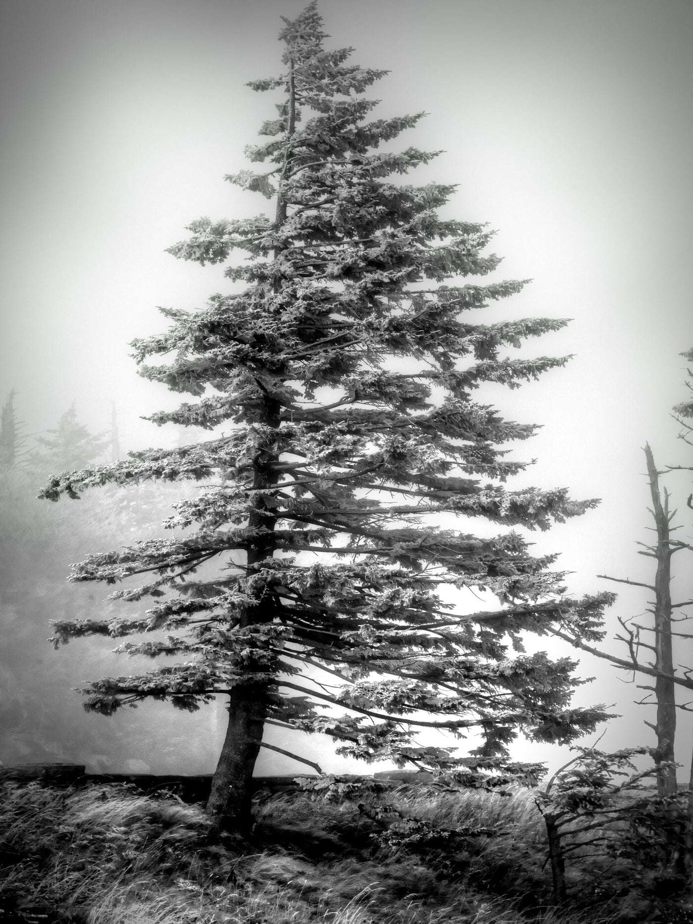 Fortitude