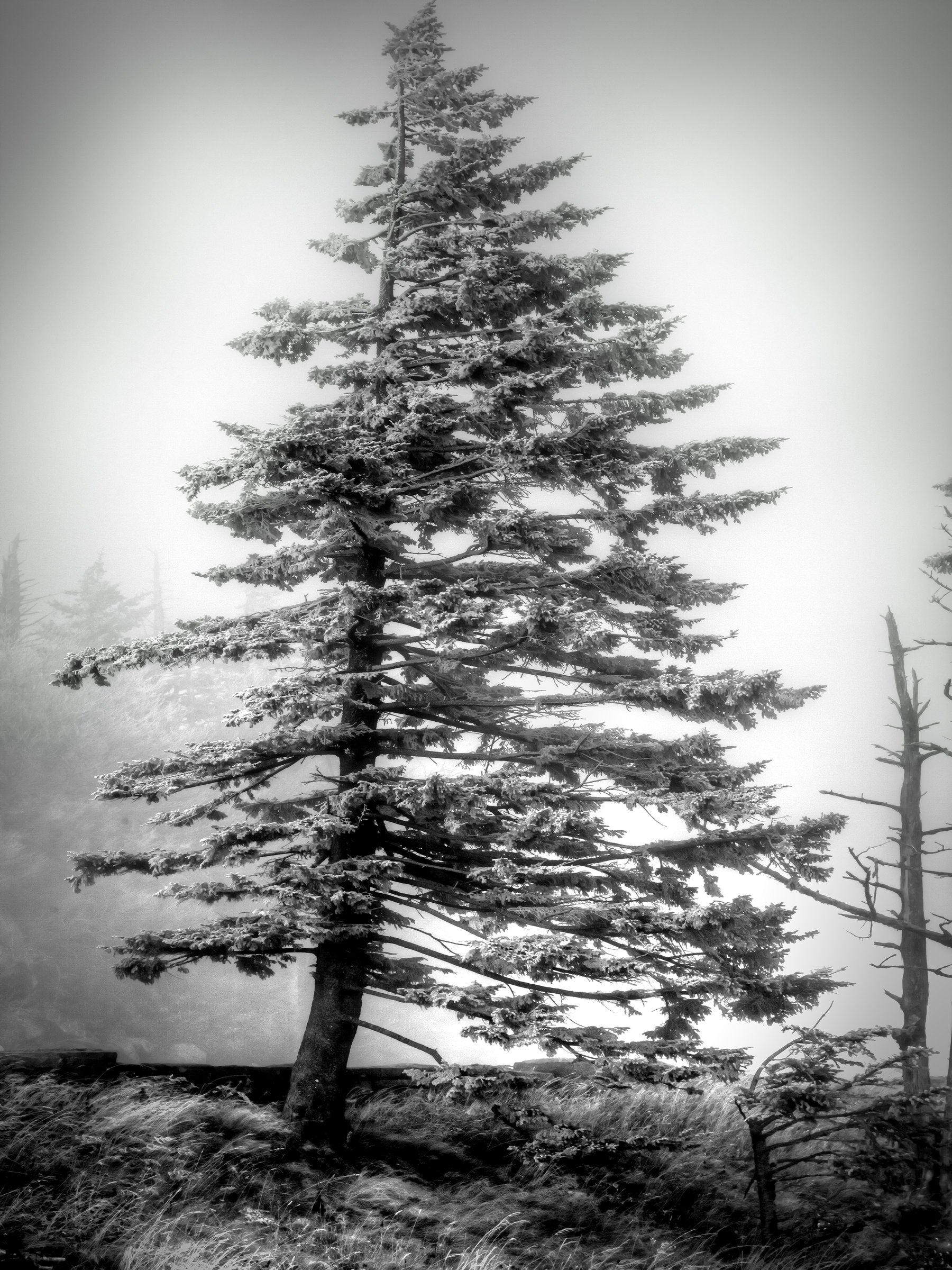 Fortitude