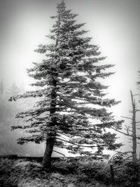 Fortitude