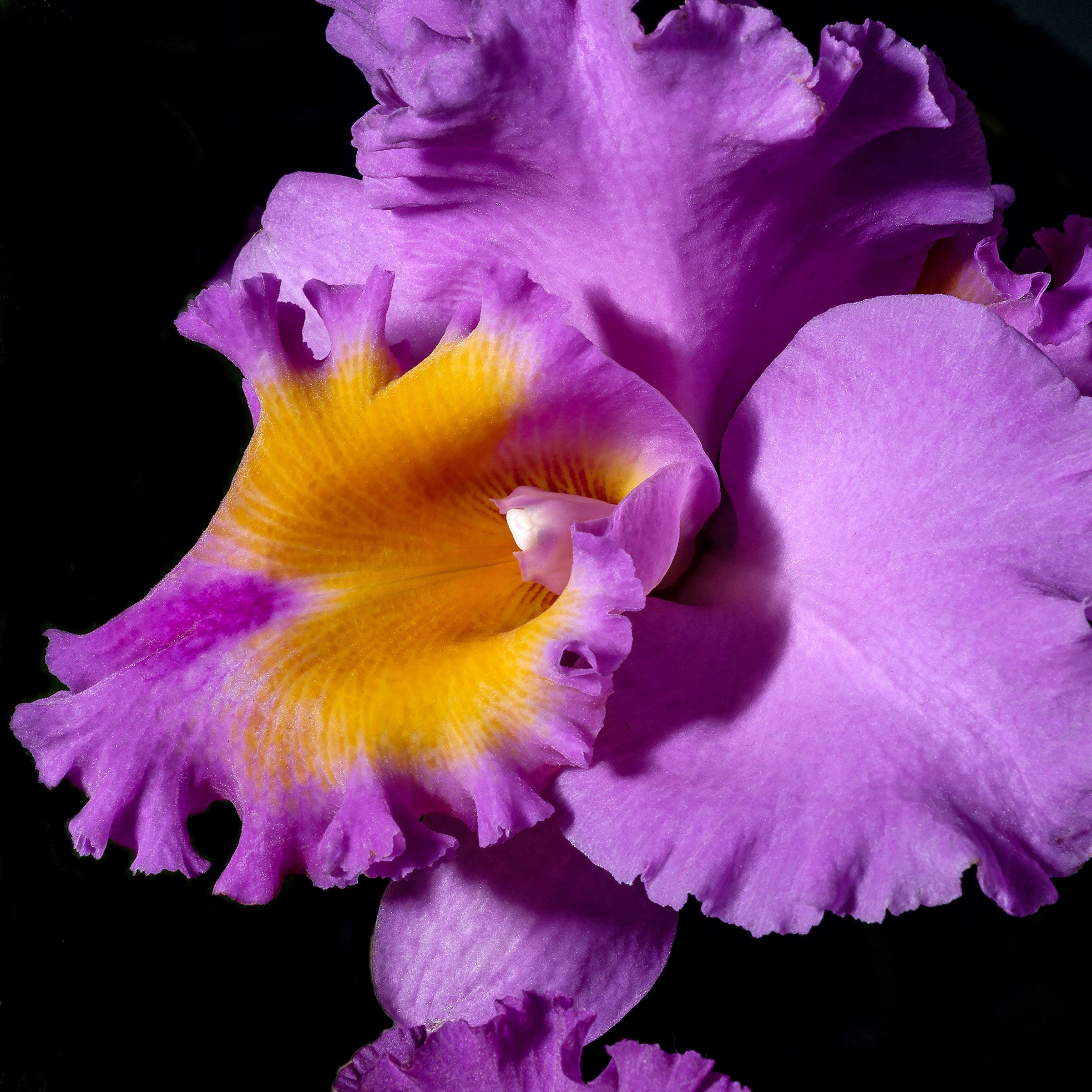 Magenta Orchid