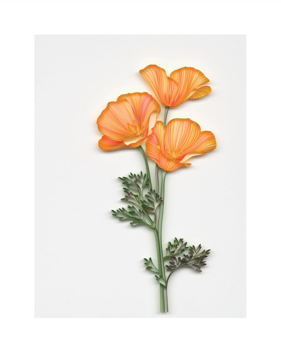 California Poppies