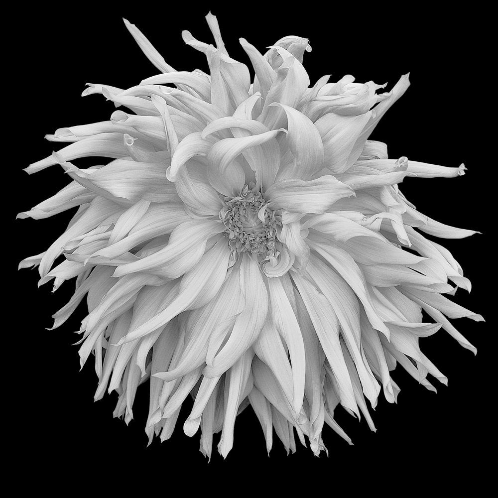 Shaggy Dahlia