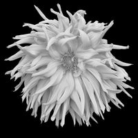 Shaggy Dahlia
