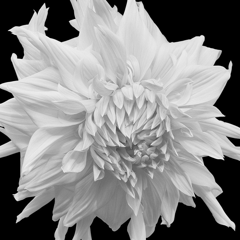 White Frilled Dahlia
