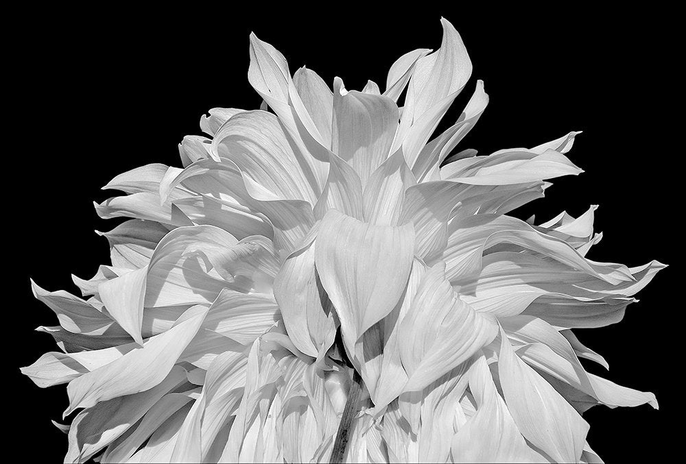 Dahlia Petals