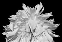 Dahlia Petals