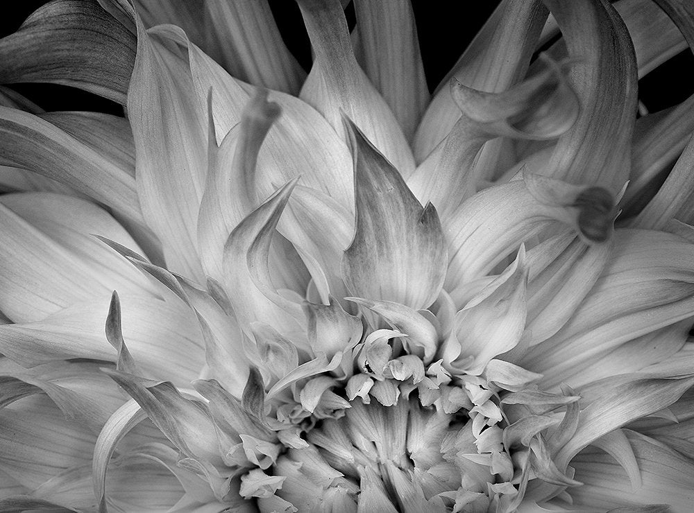 Flaming Dahlia