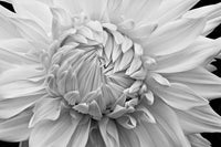Overlapping Petals