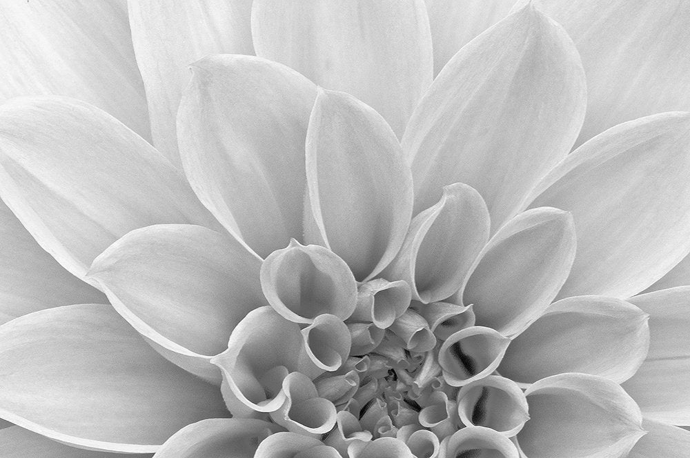 White Dahlia Petals