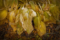 Wilted and Torn Hosta Leaves