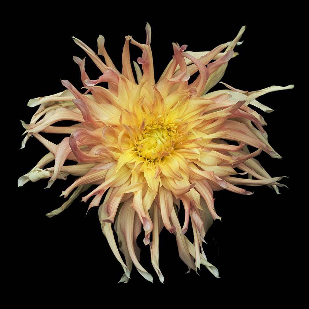 Orange and Pink Dahlia