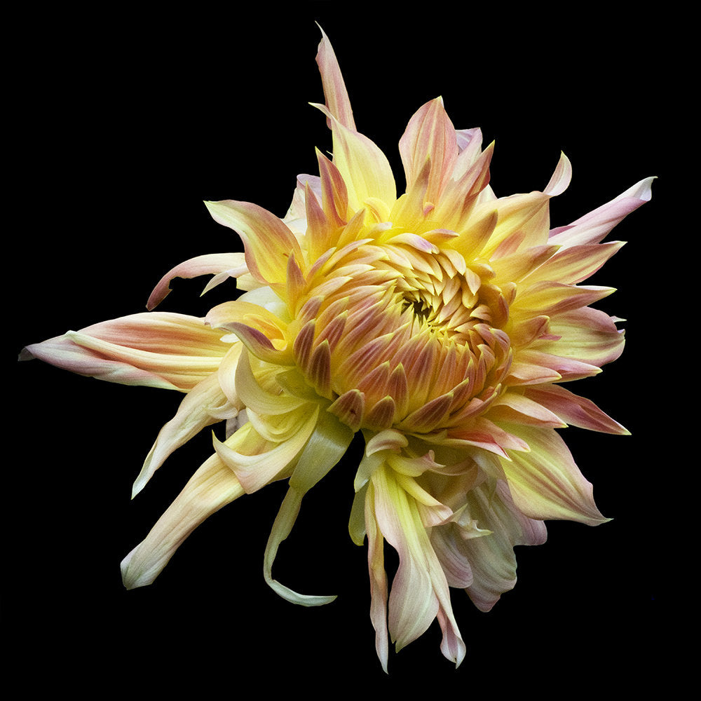 Orange and Yellow Dahlia