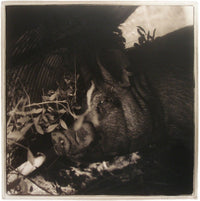 Berkshire Boar, 2006
