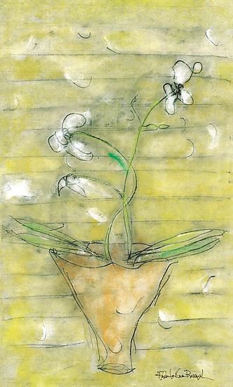 White Orchids with a Yellow Screen
